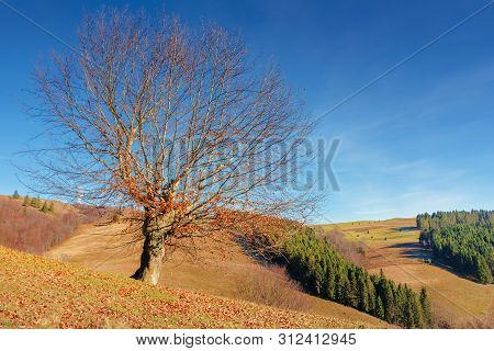 Beech With Fallen Foliage On The Hill. Sunny Forenoon Weather With Clear Blue Sky. Spruce Woodlot On