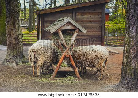 Sheeps Eating Hay On Farm, Back View. Lambs Feeding At Trough Near Barn. Rural Countryside Landscape
