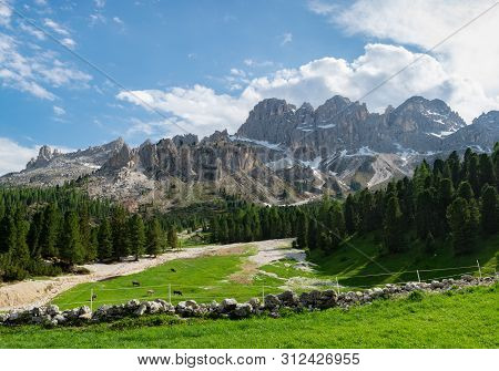 Beautiful View Of Alpine Pasture With Cows In Dolomites, Italy. Catinaccio (rosengarten) Mountain On