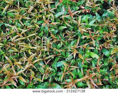 The Green Tiny Plants Full Frame As Background