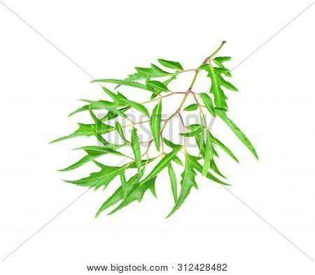 Fresh Green Leaves  Polyscias Isolated On White Background