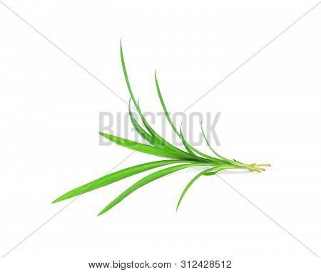 Fresh Pandan Leaves Isolated On White Background