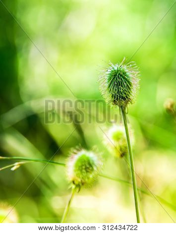 Echinops Sphaerocephalus Glandular Globe-thistle, Great Globe-thistle Or Pale Globe-thistle