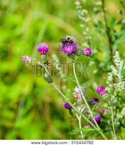 Bright Pink Flower Of Melancholy Thistle Or Cirsium Helenioides On Blurred Green Natural Background.