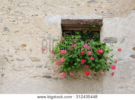 Old Window With Gerenium Flower Against Stone Wall