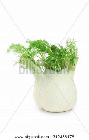 Fennel Bulb. Single Fresh Fennel Bulb With Leaves On White Background