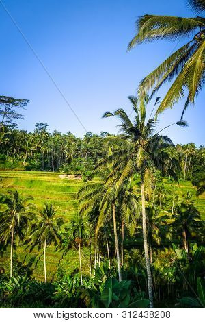 Paddy Field Rice Terraces In Ceking, Ubud, Bali, Indonesia