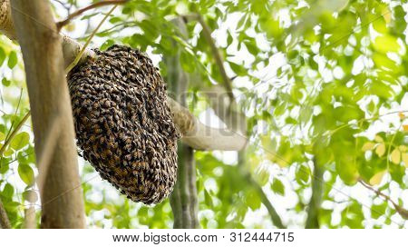 Honeycomb And Bee Or Apis Florea On Moringa Tree And Blur Green Leaves Background.