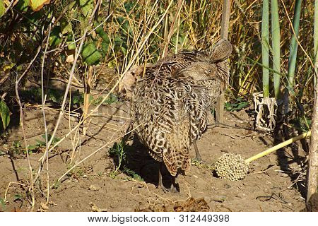 Two Young Pheasants In The Garden Clean Feathers.