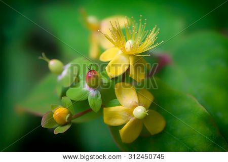 St Johns Wort Flower (hypericum) Wild Herb Plant. Natural Organic Remedy With Mental Health Healing 
