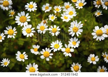 Seasonal Nature Background Small White Margarette Flowers
