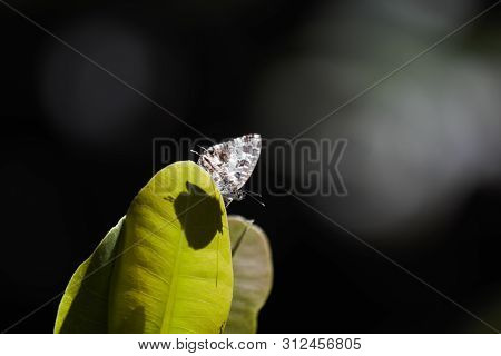 Geranium Bronze Butterfly (cacyreus Marshalli) Peeking Over Leaf With Shadow, Limpopo, South Africa