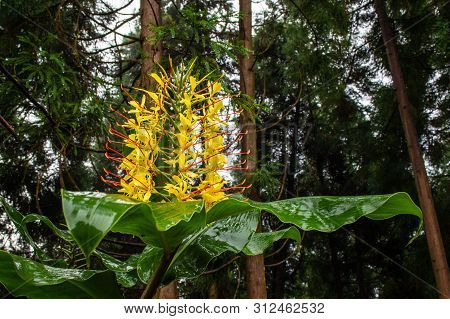 Conteira (hedychium Gardnerianum) Flowers Growing In The Green Forests On Sao Miguel Island, Azores,