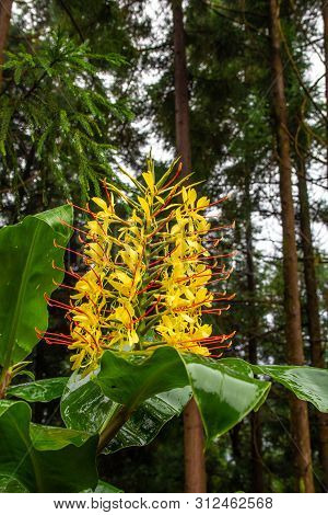 Conteira (hedychium Gardnerianum) Flowers Growing In The Green Forests On Sao Miguel Island, Azores,
