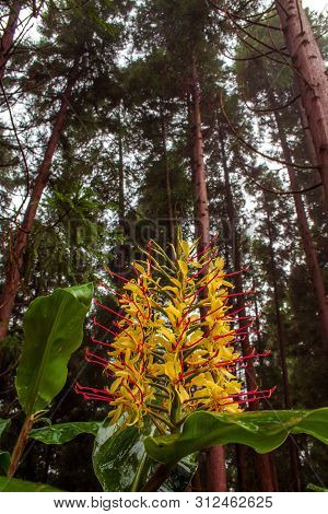 Conteira (hedychium Gardnerianum) Flowers Growing In The Green Forests On Sao Miguel Island, Azores,
