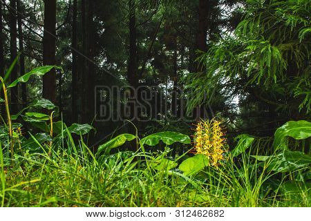 Conteira (hedychium Gardnerianum) Flowers Growing In The Green Forests On Sao Miguel Island, Azores,