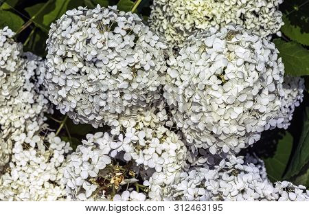 Hydrangea Macrophylla Known As Bigleaf, French,hydrangea Or Mophead Hydrangea, Penny Mac And Hortens