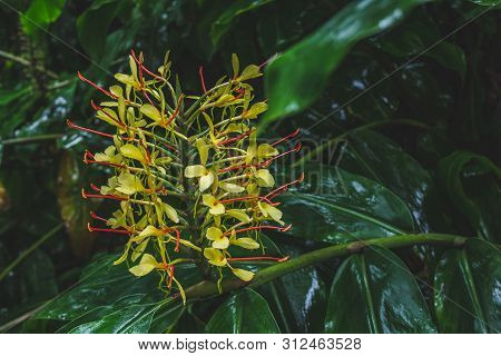 Conteira (hedychium Gardnerianum) Flowers Growing In The Green Forests On Sao Miguel Island, Azores,
