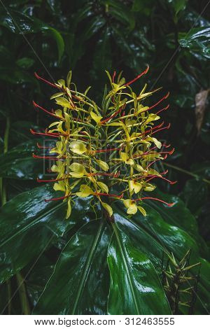 Conteira (hedychium Gardnerianum) Flowers Growing In The Green Forests On Sao Miguel Island, Azores,