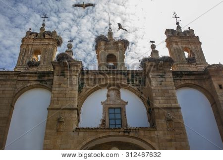 Historical Building Facade Plenty Of White Storks At Caceres; Spain. These Birds Are Protected By Sp