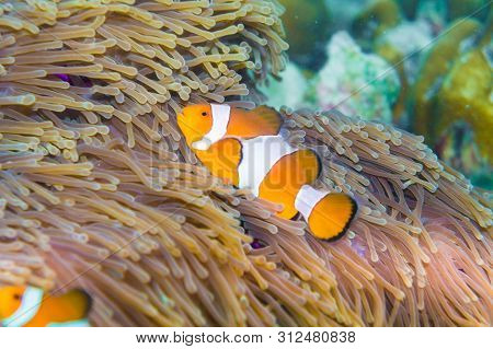Anemo Fish With Coral Reef Snoekelling