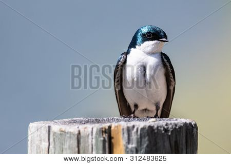 Spunky Little Tree Swallow Perched Atop A Weathered Wooden Post
