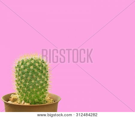 Cactus, Desert Plant, Prickly Plant, Thorny, Spiny In Pots On A Pastel Background.