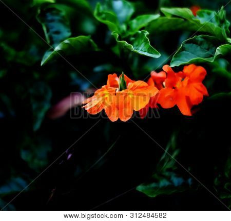 Beautiful Bright Fiery Orange Flowers Of Crossandra Infundibuliformis (firecracker Flower)
