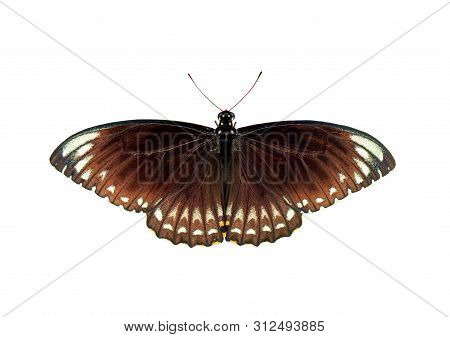 Image Of Common Indian Crow(euploea Core Layardi) Isolated On White Background. Insect. Animals.