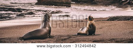 Galapagos Sea Lions on Galapagos Islands. Sea lion nature banner at sunset on beach in Puerto Egas (Egas port) Santiago island, Ecuador. Galapagos Islands cruise ship travel destination.