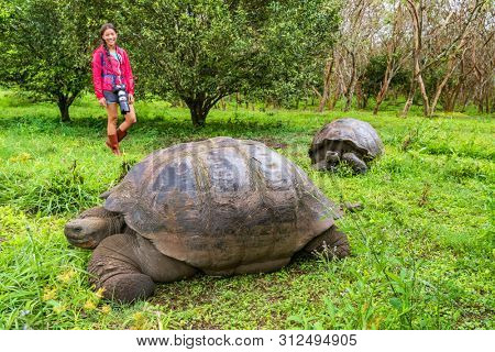 Galapagos Giant Tortoise and woman tourist on Santa Cruz Island in Galapagos Islands. Animals, nature and wildlife photo close up of tortoise in the highlands of Galapagos, Ecuador, South America.