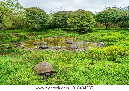 Galapagos Giant Tortoise on Santa Cruz Island in Galapagos Islands. Group of many Galapagos tortoises cooling of in water hole. Amazing animals, nature and wildlife photo from Galapagos highlands.