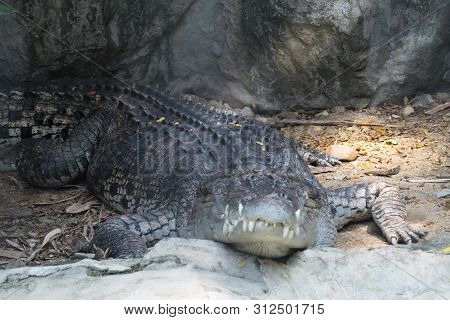 Crocodile Is Sleeping, Sunbathing In The Shade.