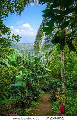 Jungle Forest Landscape In Munduk, Bali, Indonesia