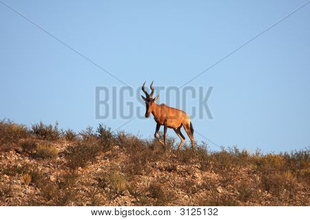 Hartebeest