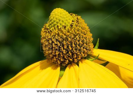 Shiny Coneflower (rudbeckia Nitida), Flowers Of Summer