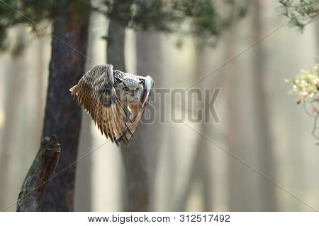 Flying Eurasian Eagle Owl With Open Wings In Forest During Autumn. Wildlife Russia. Owl In Nature Ha
