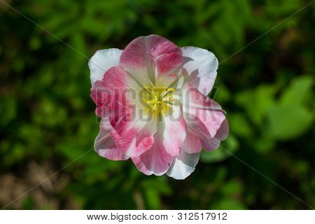 White Pink Tulip With A Yellow Center On A Background Of Green Grass. Close Up. Tulip Flaming Puriss