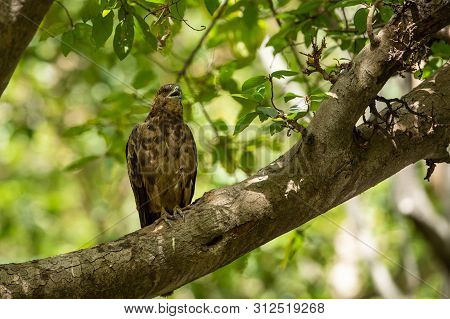 Crested Honey Buzzard Or Pernis Ptilorhynchus In A Beautiful Green Background Sitting On A Perch At 