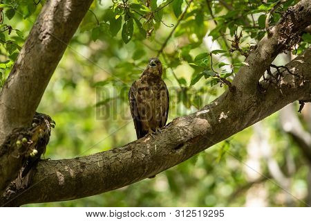 Crested Honey Buzzard Or Pernis Ptilorhynchus In A Beautiful Green Background Sitting On A Perch At 