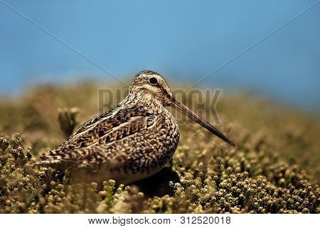 Close Up Of A South American Snipe, Falkland Islands.