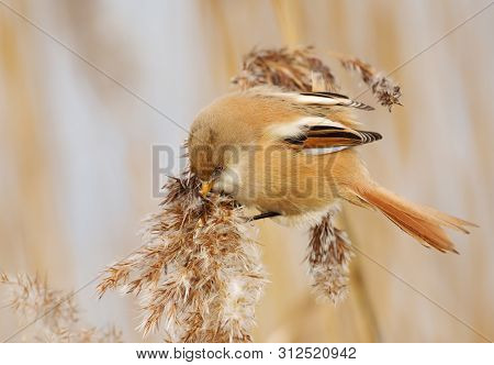 Bearded Tit Feeding On Seeds In A Reed Bed, Uk.