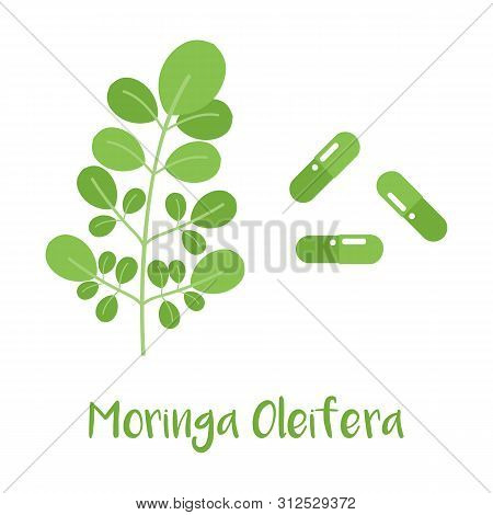 Moringa Oleifera Food Supplement, Pills And Fresh Leaves Of Moringa Plant Vector Cartoon Illustratio