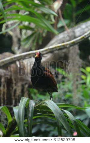 White Naped Pheasant Pigeon In The Zoo