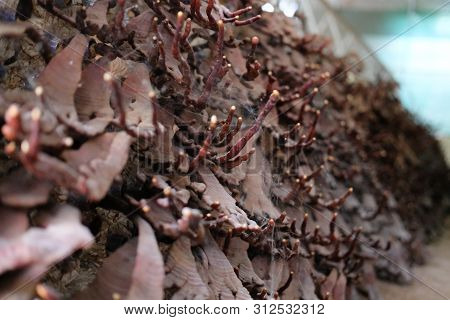 Lingzhi Mushroom Cultivated In Farm.
