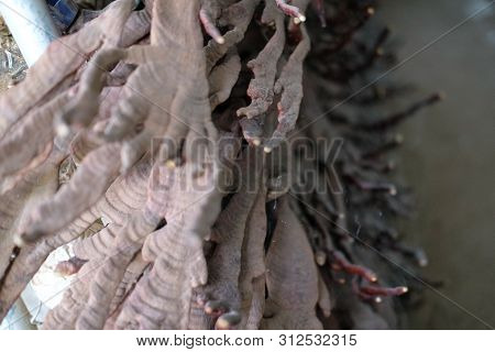 Lingzhi Mushroom Cultivated In Farm.