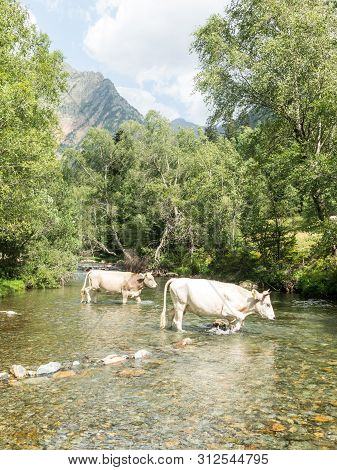 Herd Of Cows Grazing In The Pla De Boavi; In The Province Of Lleida, In The Catalan Pyrenees. Catalo