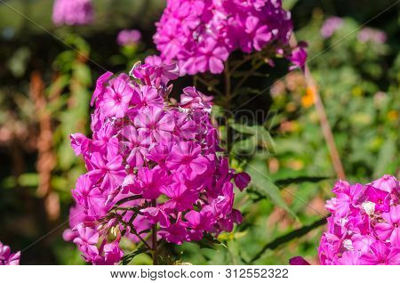 Pink Hortensia Flower. Flower In Garden At Sunny Summer Or Spring Day. Flower For Postcard Beauty De