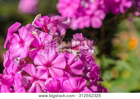 Pink Hortensia Flower. Flower In Garden At Sunny Summer Or Spring Day. Flower For Postcard Beauty De