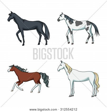 Vector Illustration Of Animal And Stallion Logo. Set Of Animal And Farm Stock Symbol For Web.